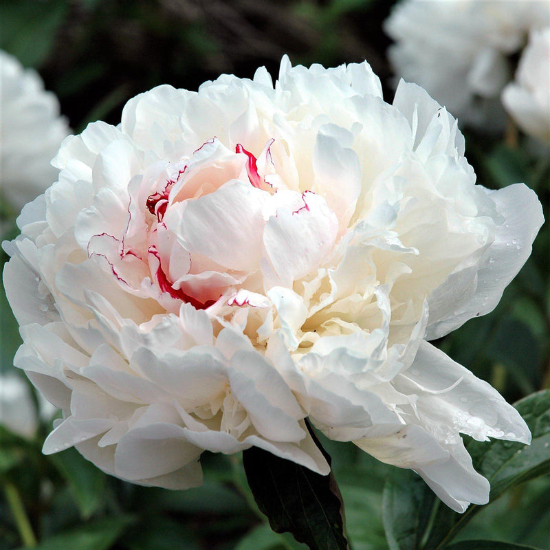 Peony Festiva Maxima