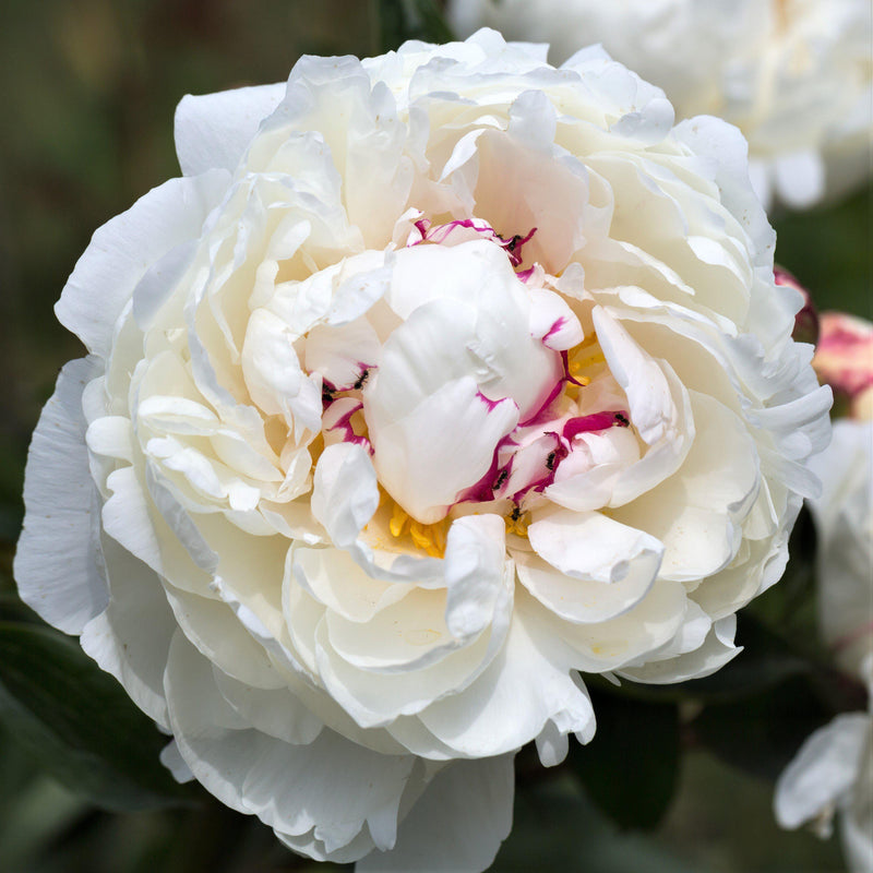 Peony Festiva Maxima