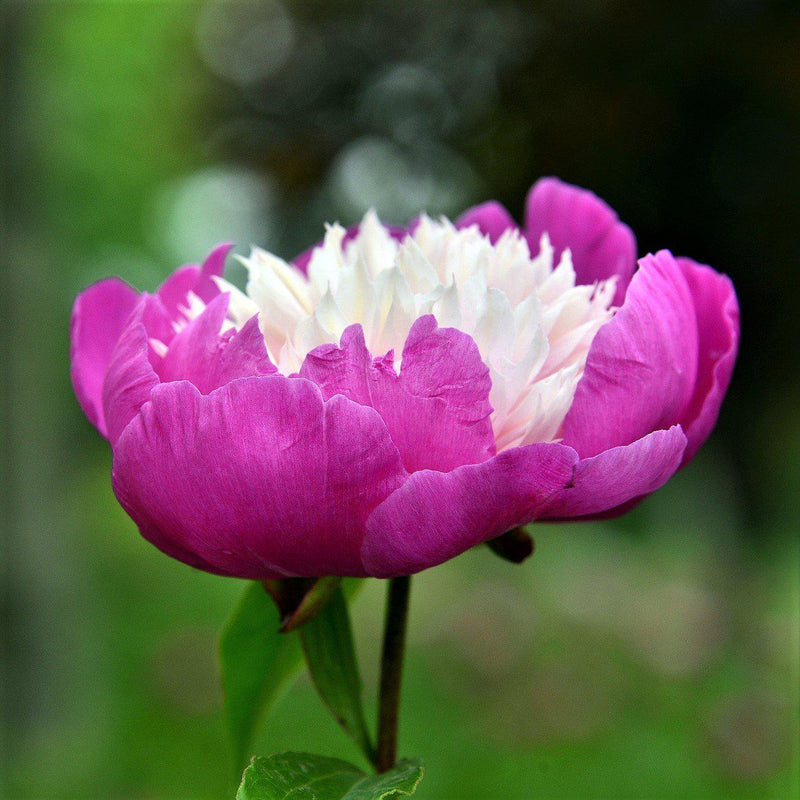 Peony Gay Paree