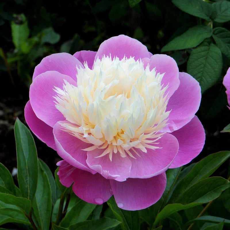 Peony Gay Paree