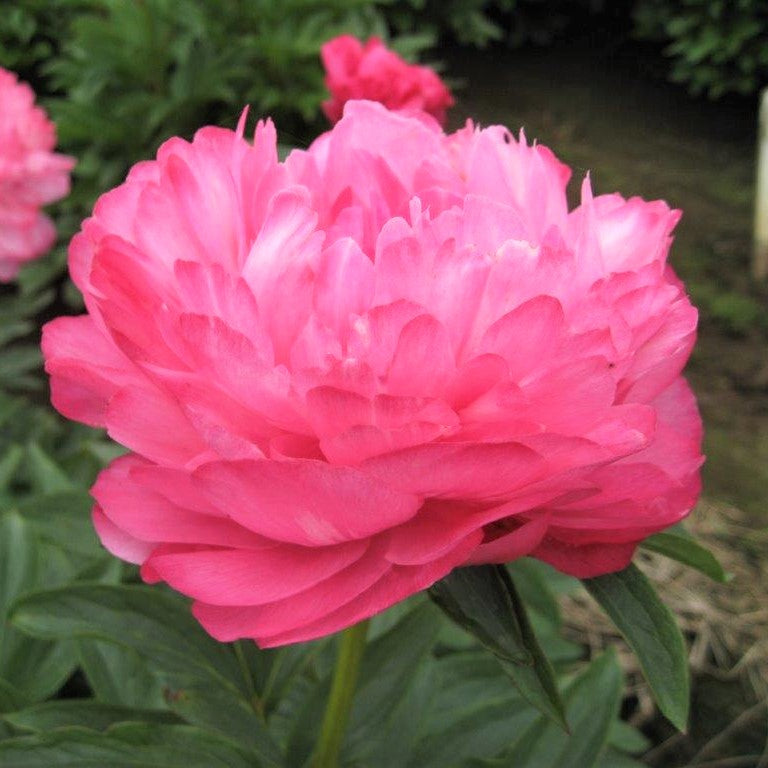 Peony Joker