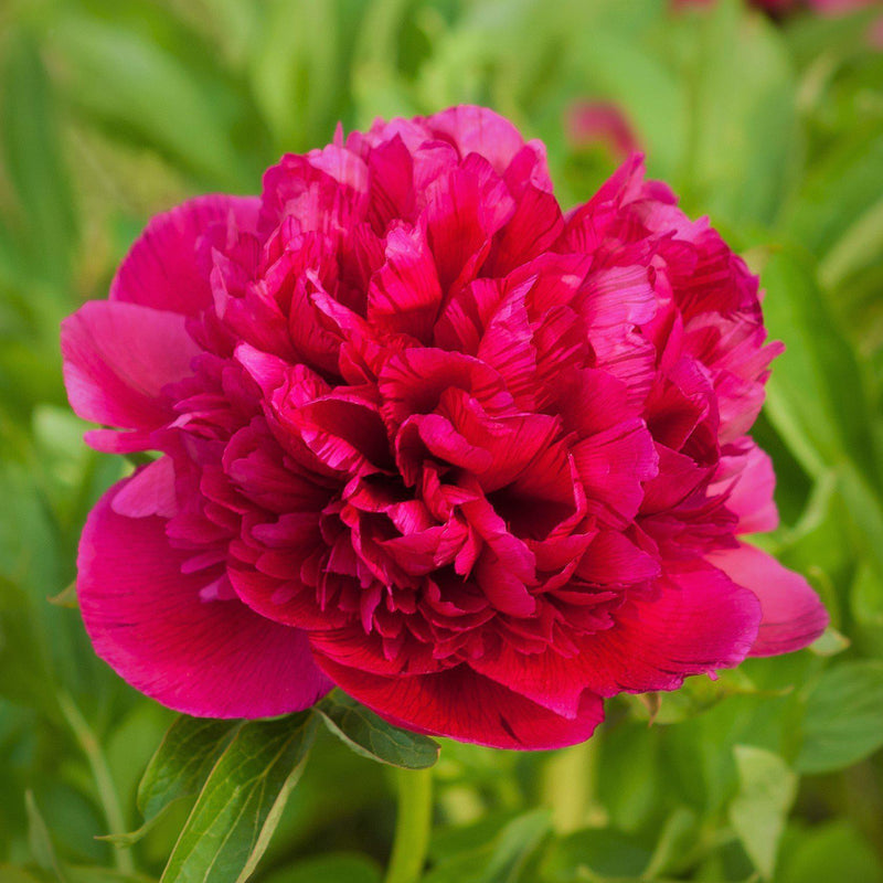 Peony Koppius