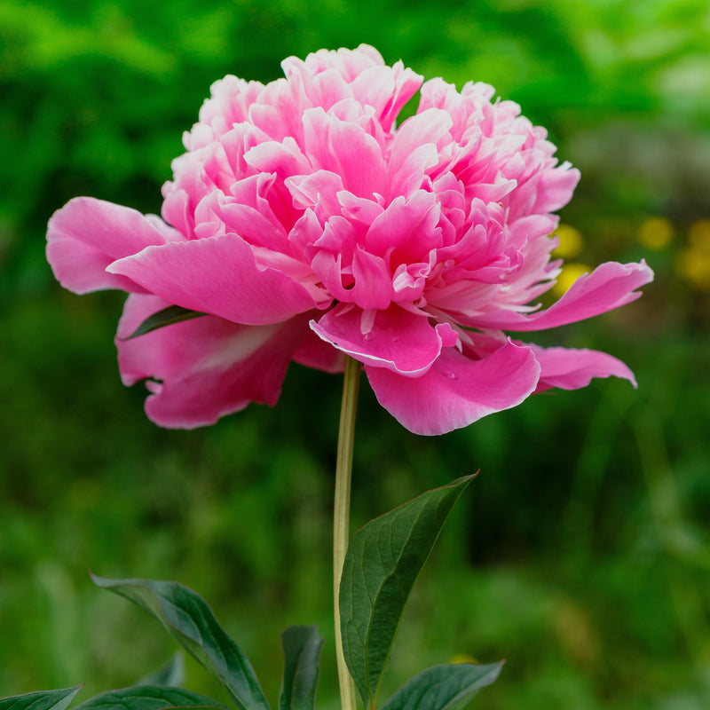 Peony Madame Emile Debatene