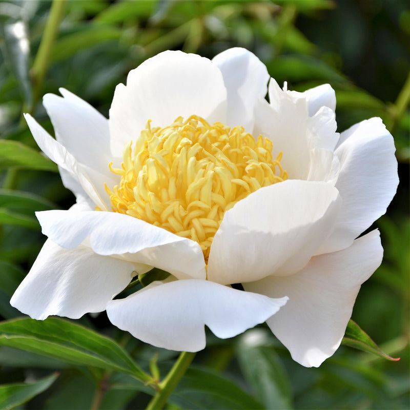 Peony Moon of Nippon