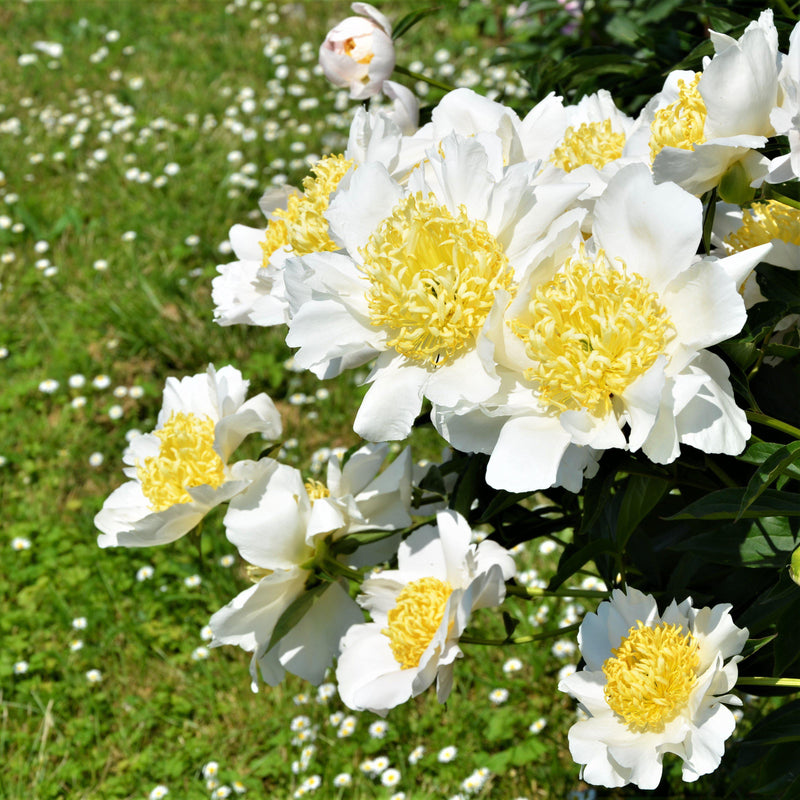 Peony Moon of Nippon