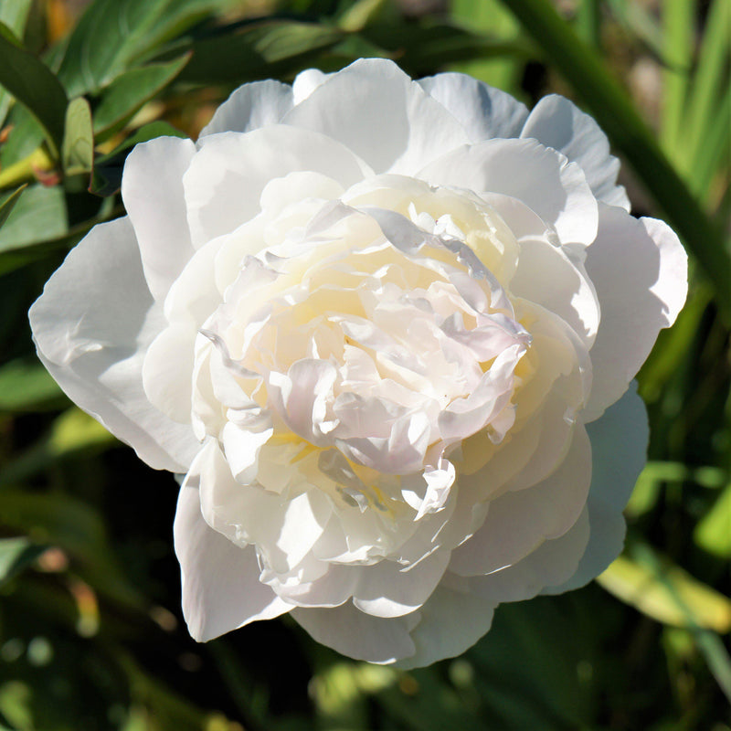 Peony Officinalis Alba Plena