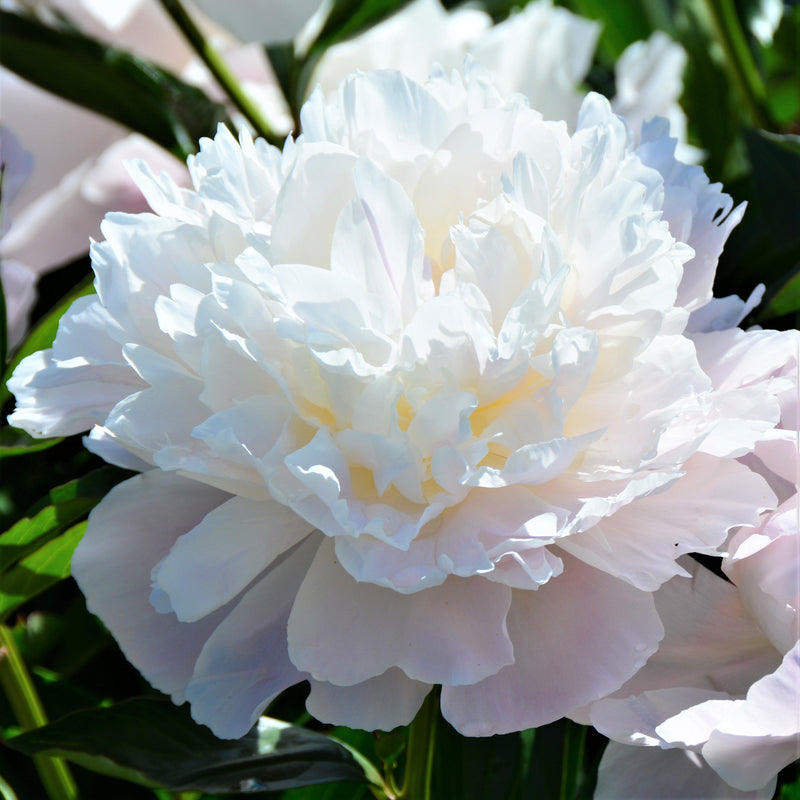 Peony Officinalis Alba Plena