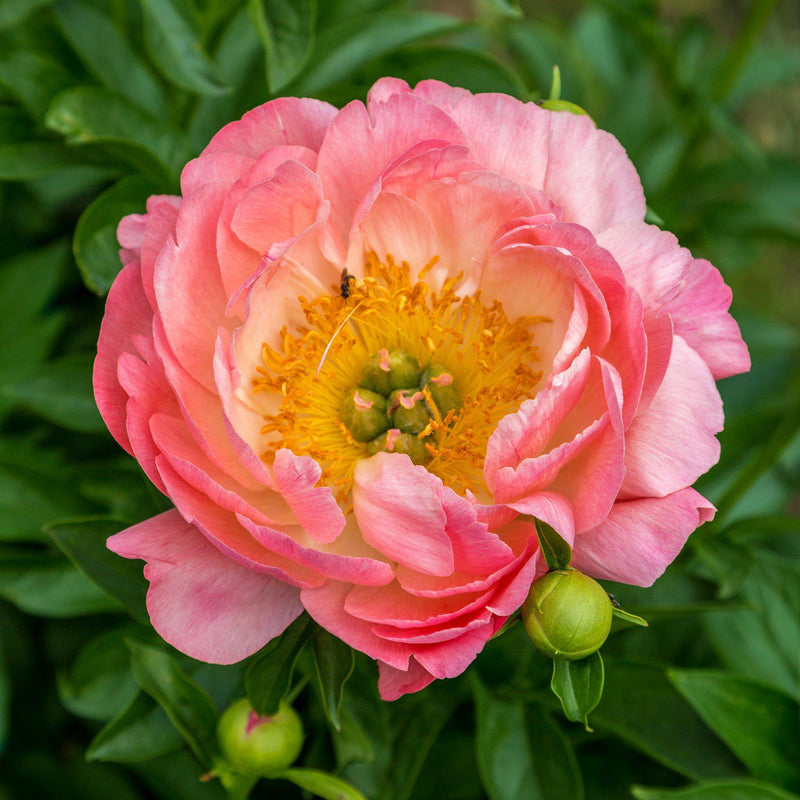 Peony Pink Hawaiian Coral