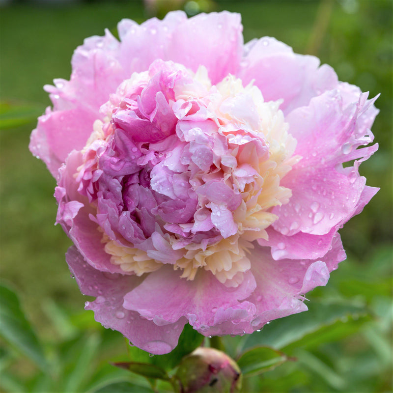 Peony Raspberry Sundae