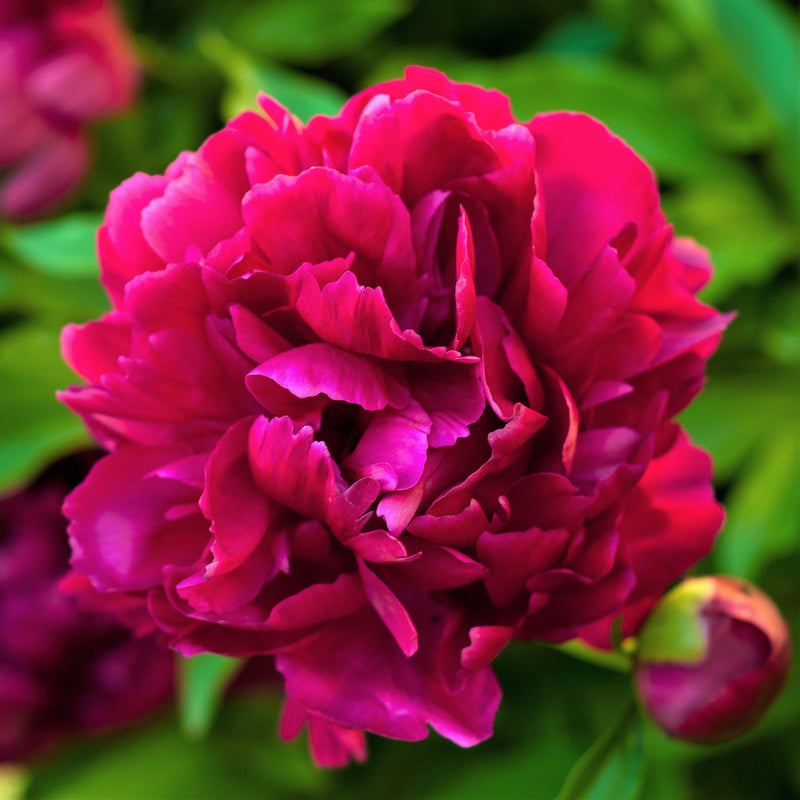 Peony Rubra Plena