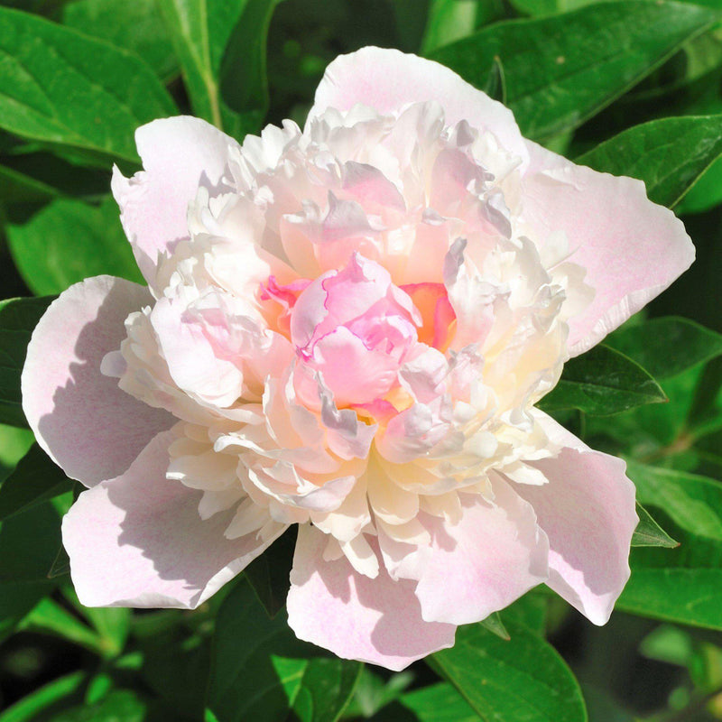 Peony Shirley Temple