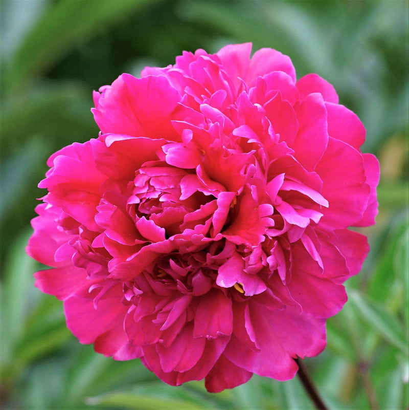 Peony Victoire de la Marne