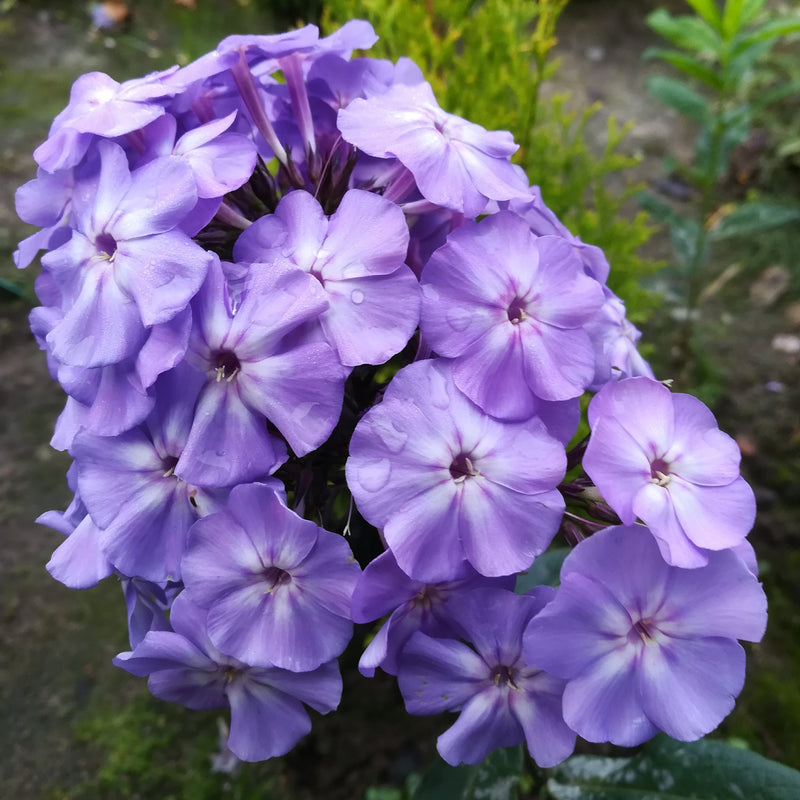 Phlox Blue Boy