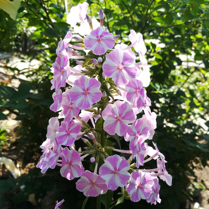 Phlox Natascha