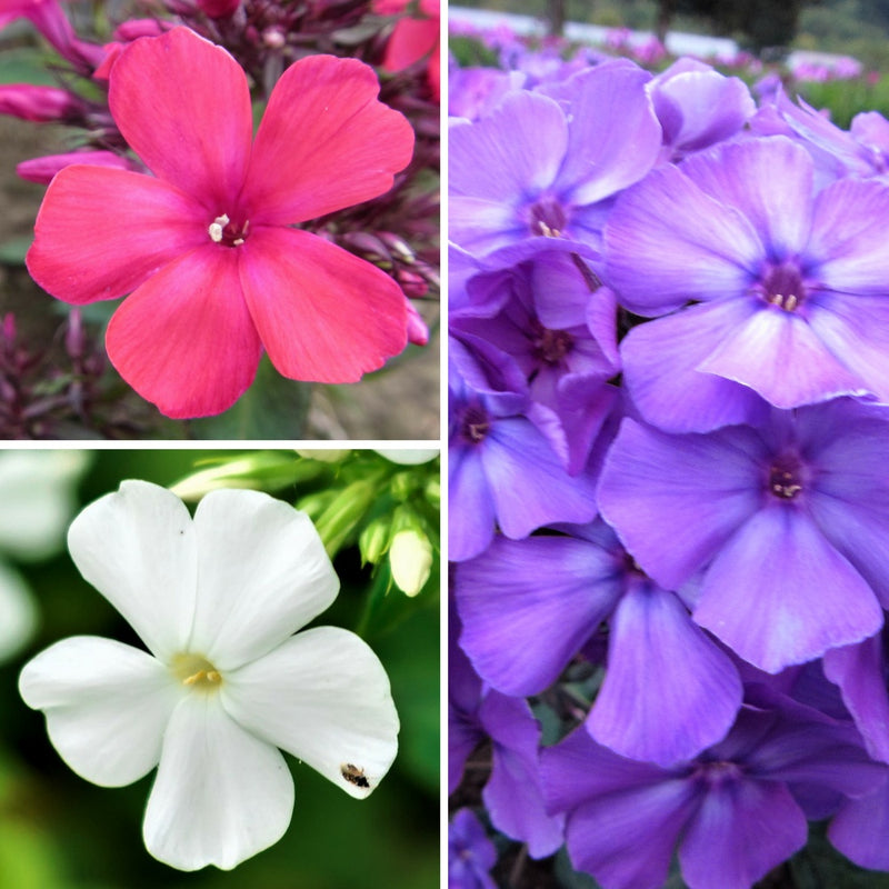 Phlox Summer Fragrant Collection