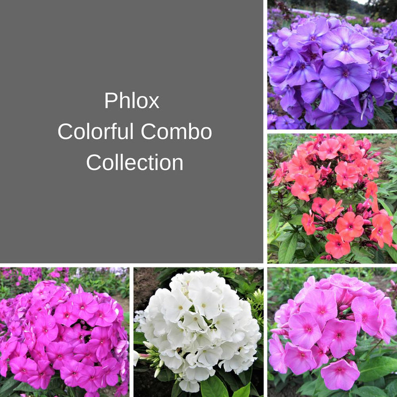 Phlox Colorful Combo Collection