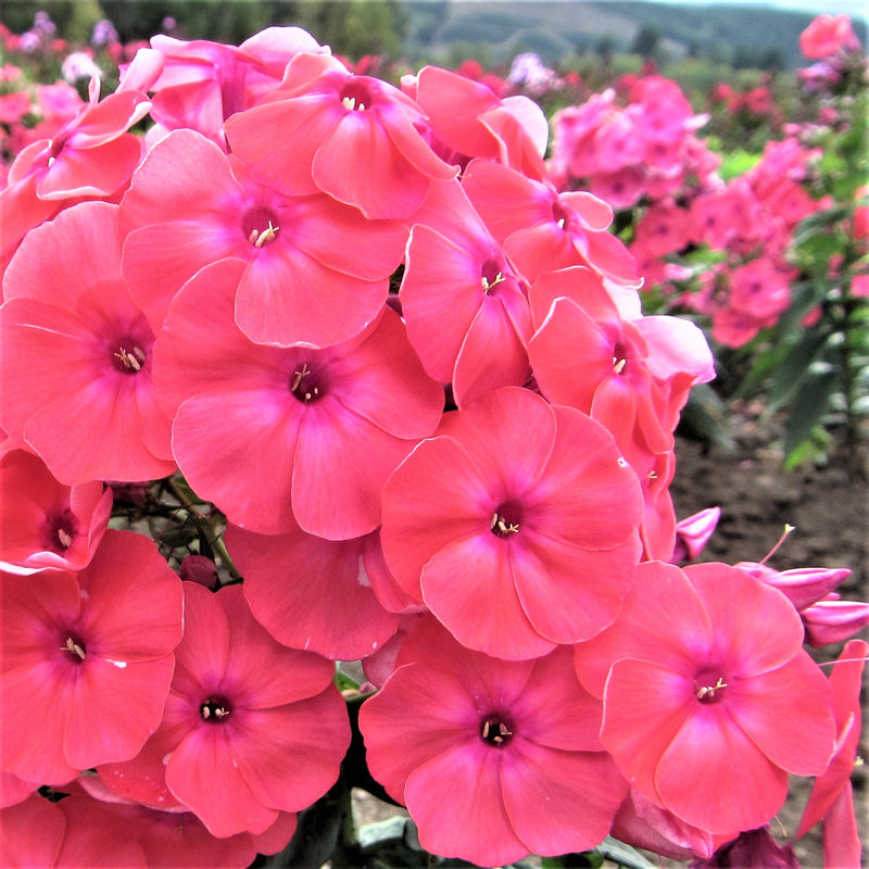 Phlox Coral Flame