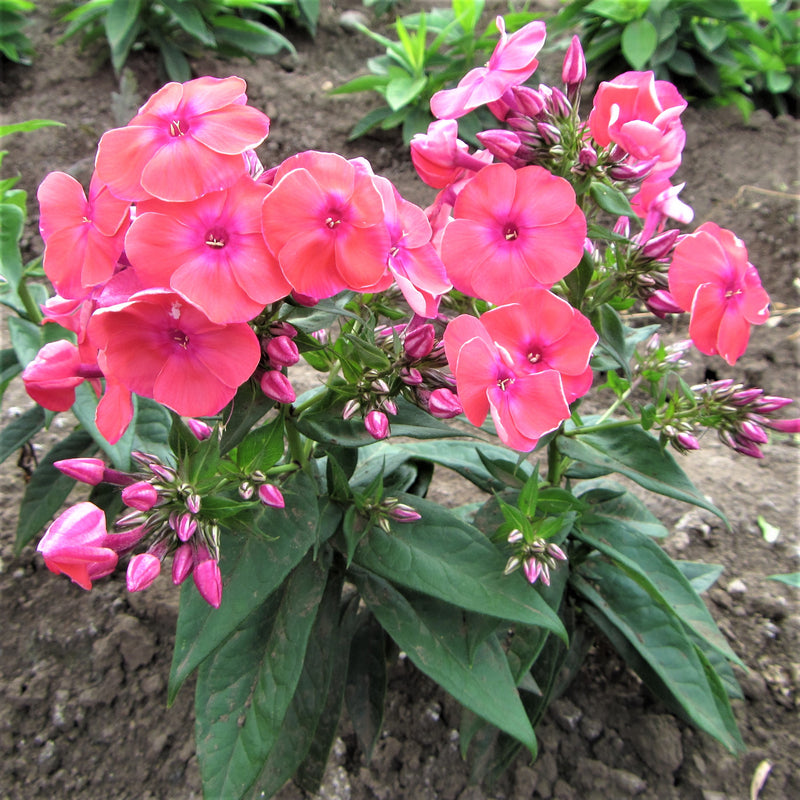 Phlox Coral Flame