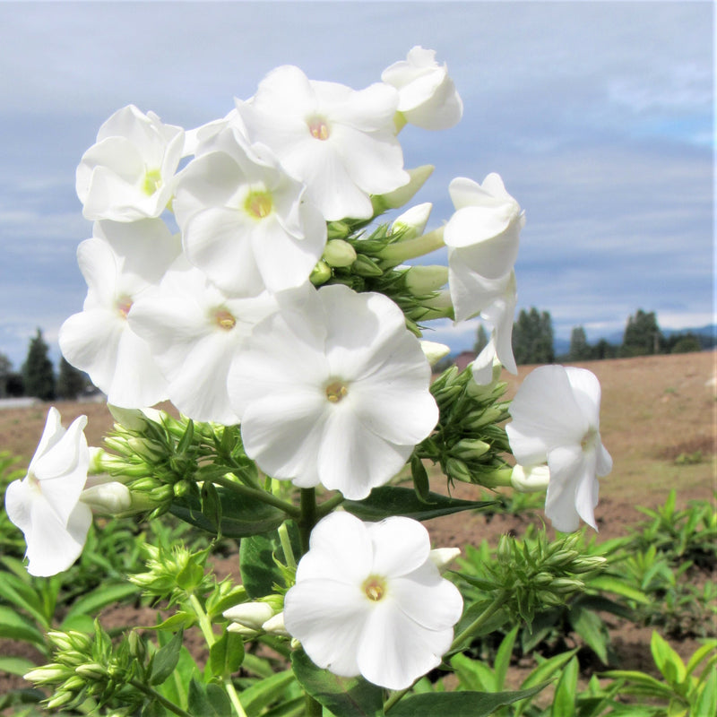 Phlox David