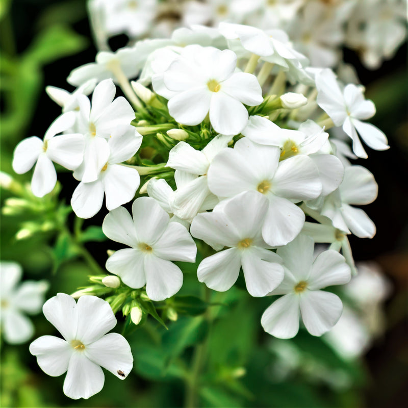 Phlox David