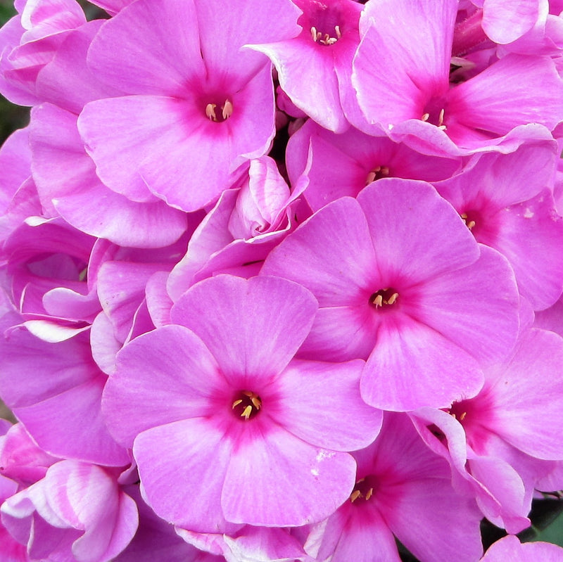 Phlox Eva Cullum