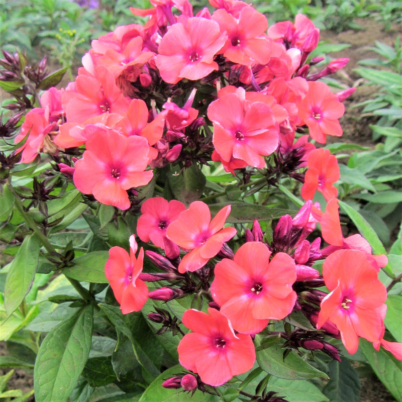 Phlox Orange Perfection