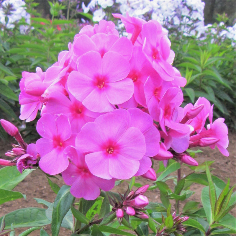 Phlox Pink Flame