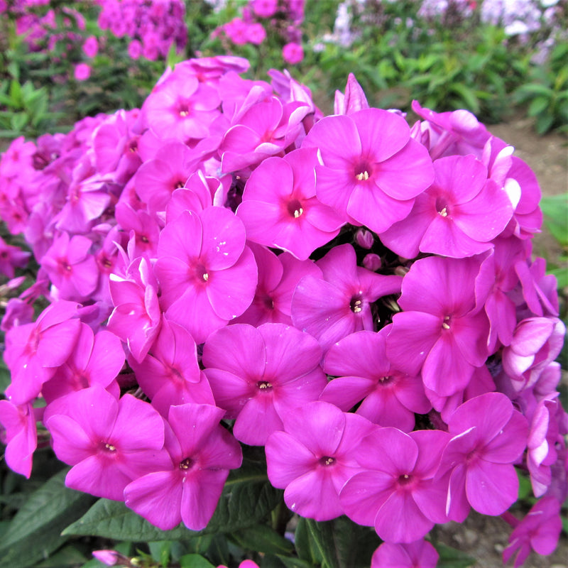 Phlox Purple Flame