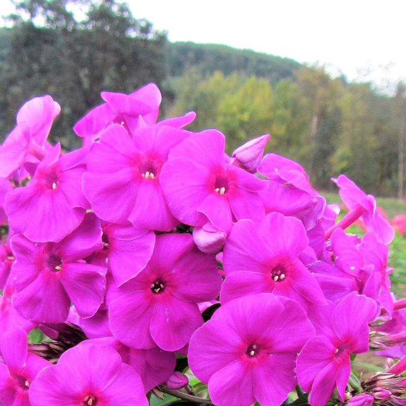 Phlox Purple Flame