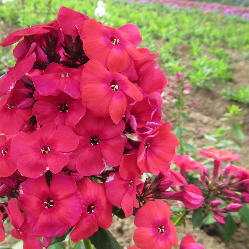 Phlox Red Flame