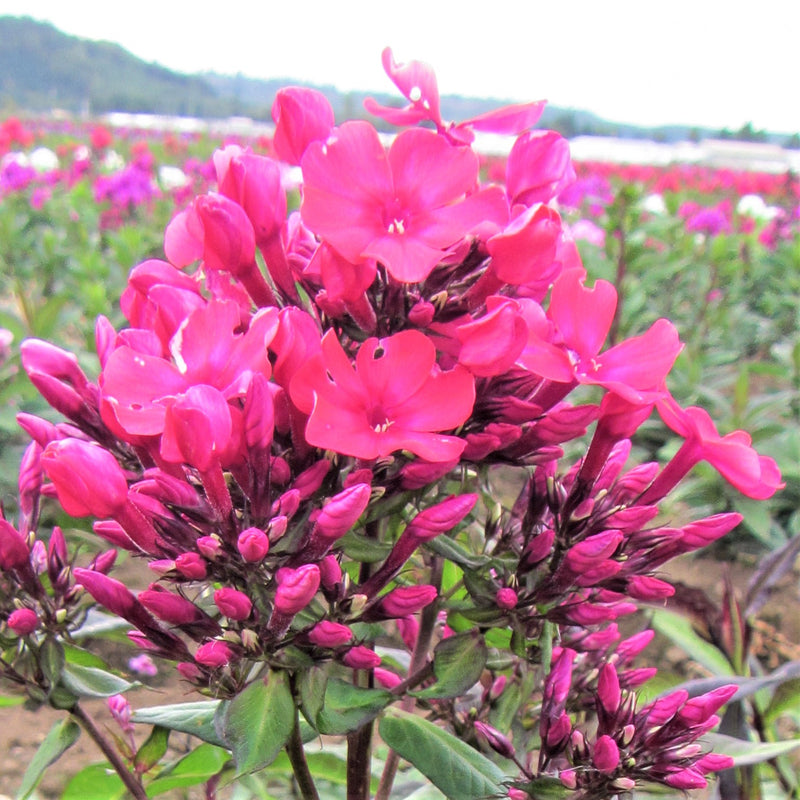 Phlox Starfire