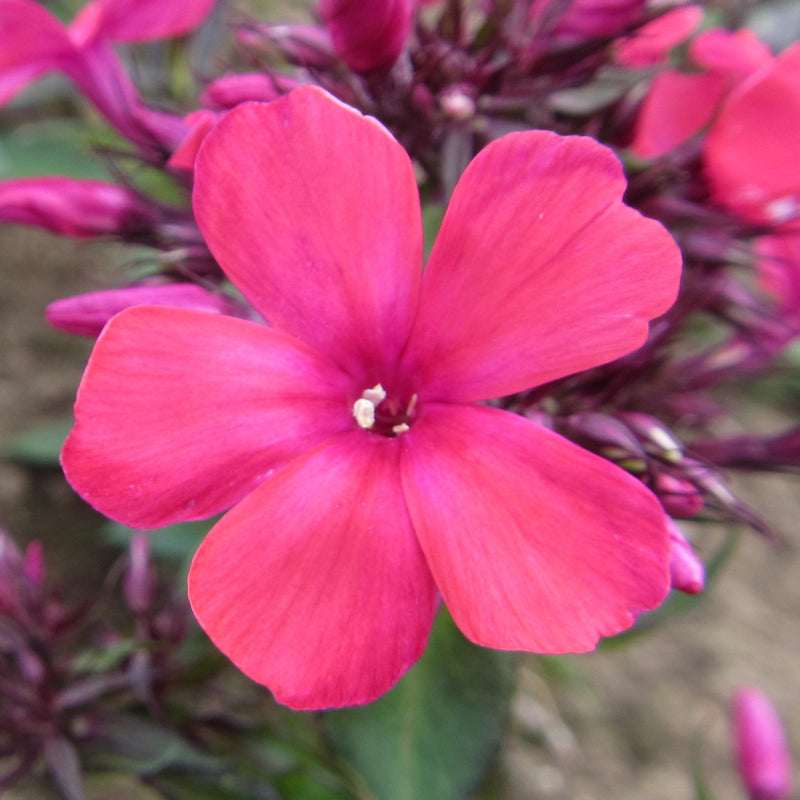 Phlox Starfire