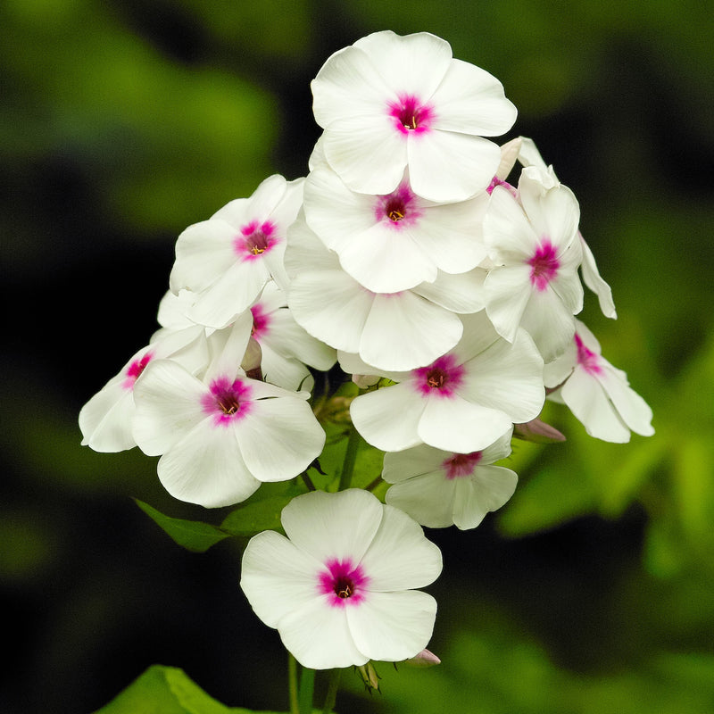 Phlox White w/Red Eye Flame