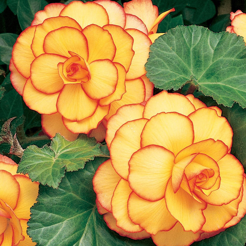 Begonia Picotee Sunburst