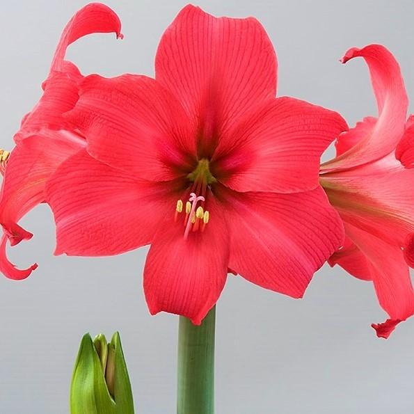 Amaryllis Pink Pizzazz