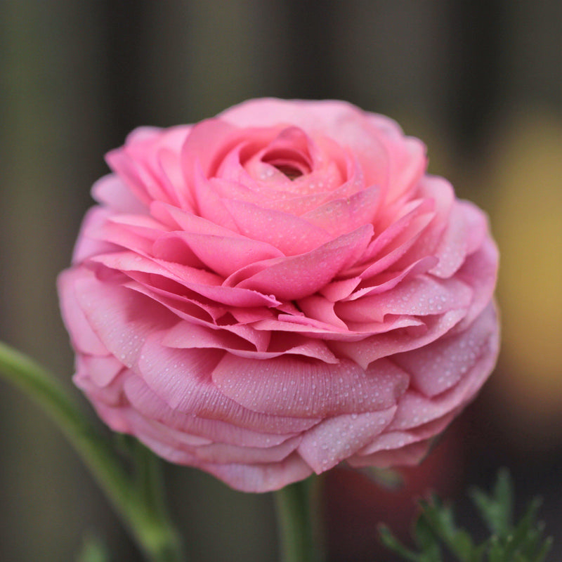 Ranunculus Tecolote? Pink