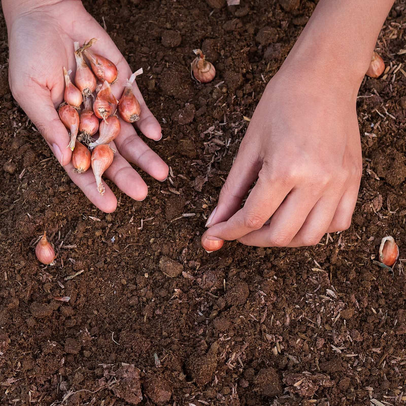 Shallot Bulbs Starters