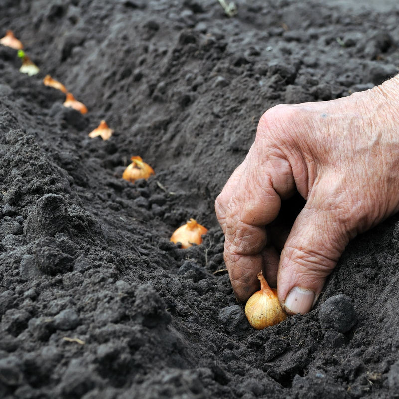 Onions - Sweet Bulb Starters