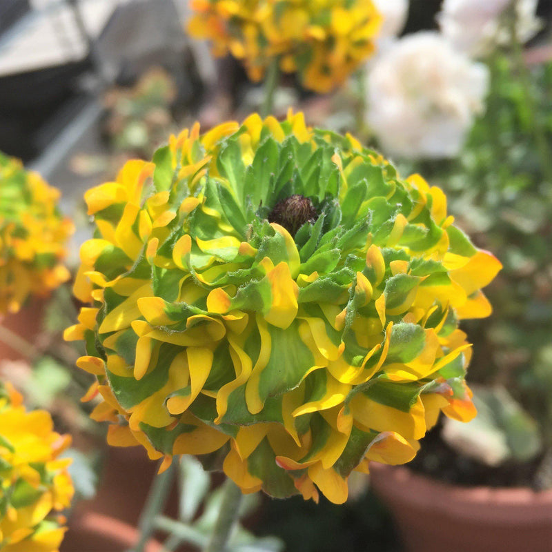 Italian Ranunculus Cloni Pon Pon 'Merlino'