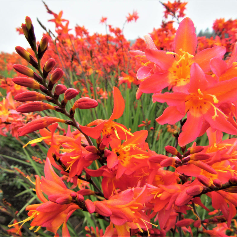 Crocosmia Prince of Orange