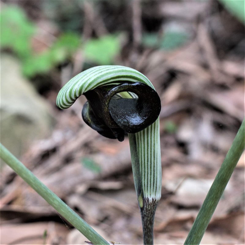 Arisaema propinquum