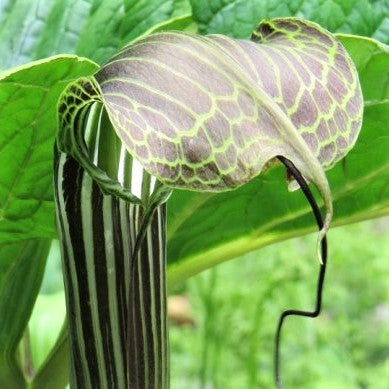 Arisaema propinquum