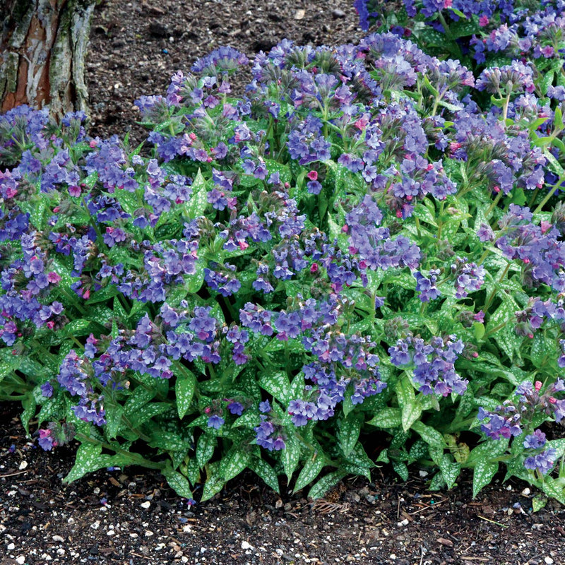 Pulmonaria Trevi Fountain