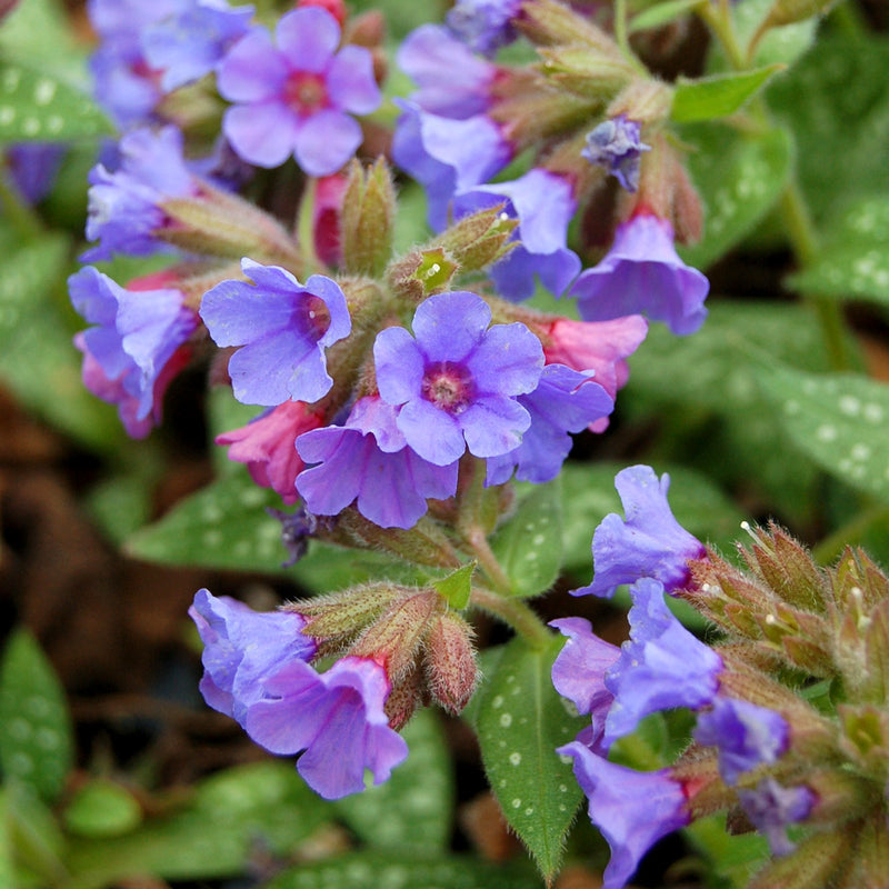 Pulmonaria Trevi Fountain