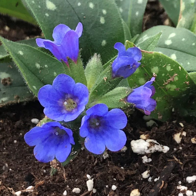 Pulmonaria Little Star