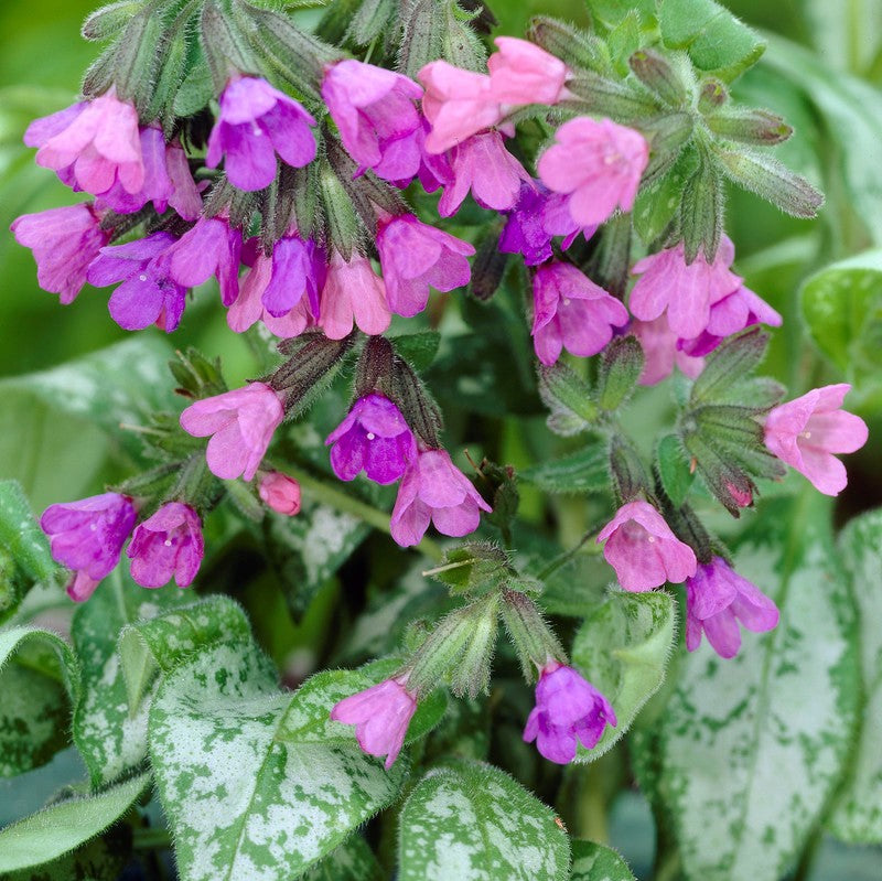 Pulmonaria Majeste