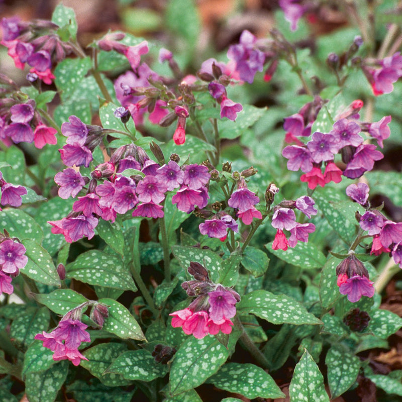 Pulmonaria Mrs. Moon