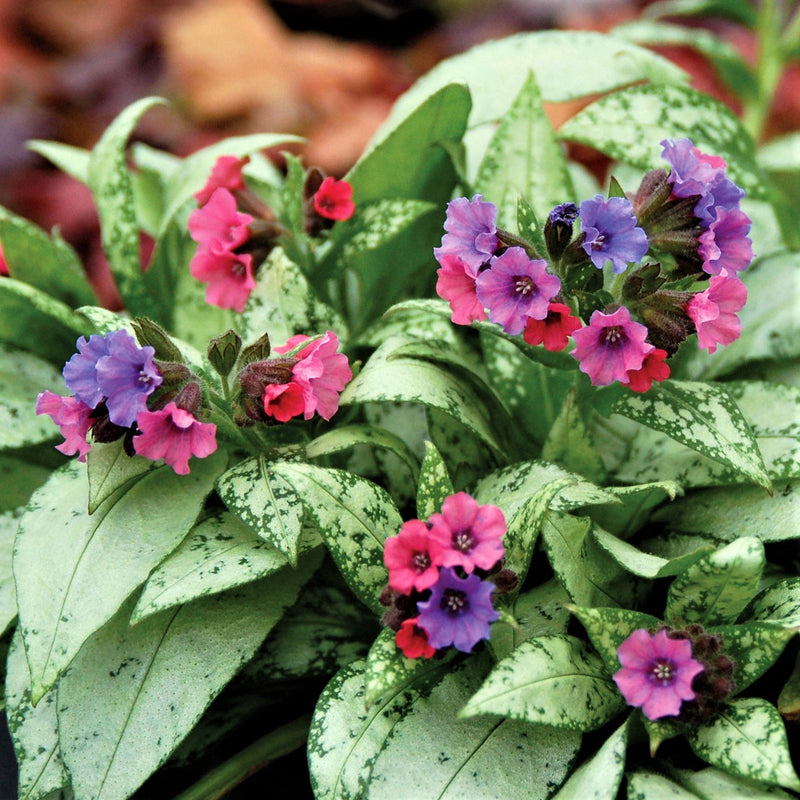 Pulmonaria Silver Bouquet