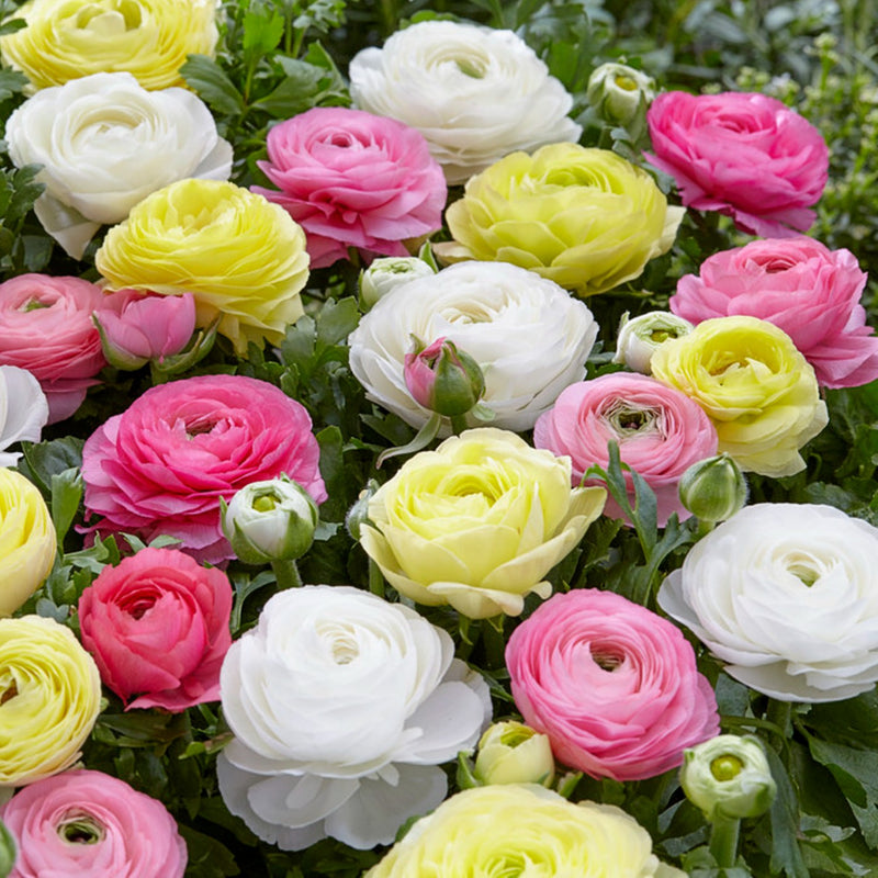 Ranunculus Tecolote? Pastel Mix