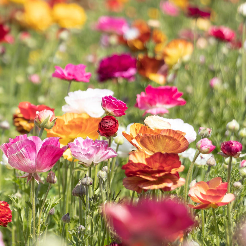 Ranunculus Tecolote? Picotee Mix